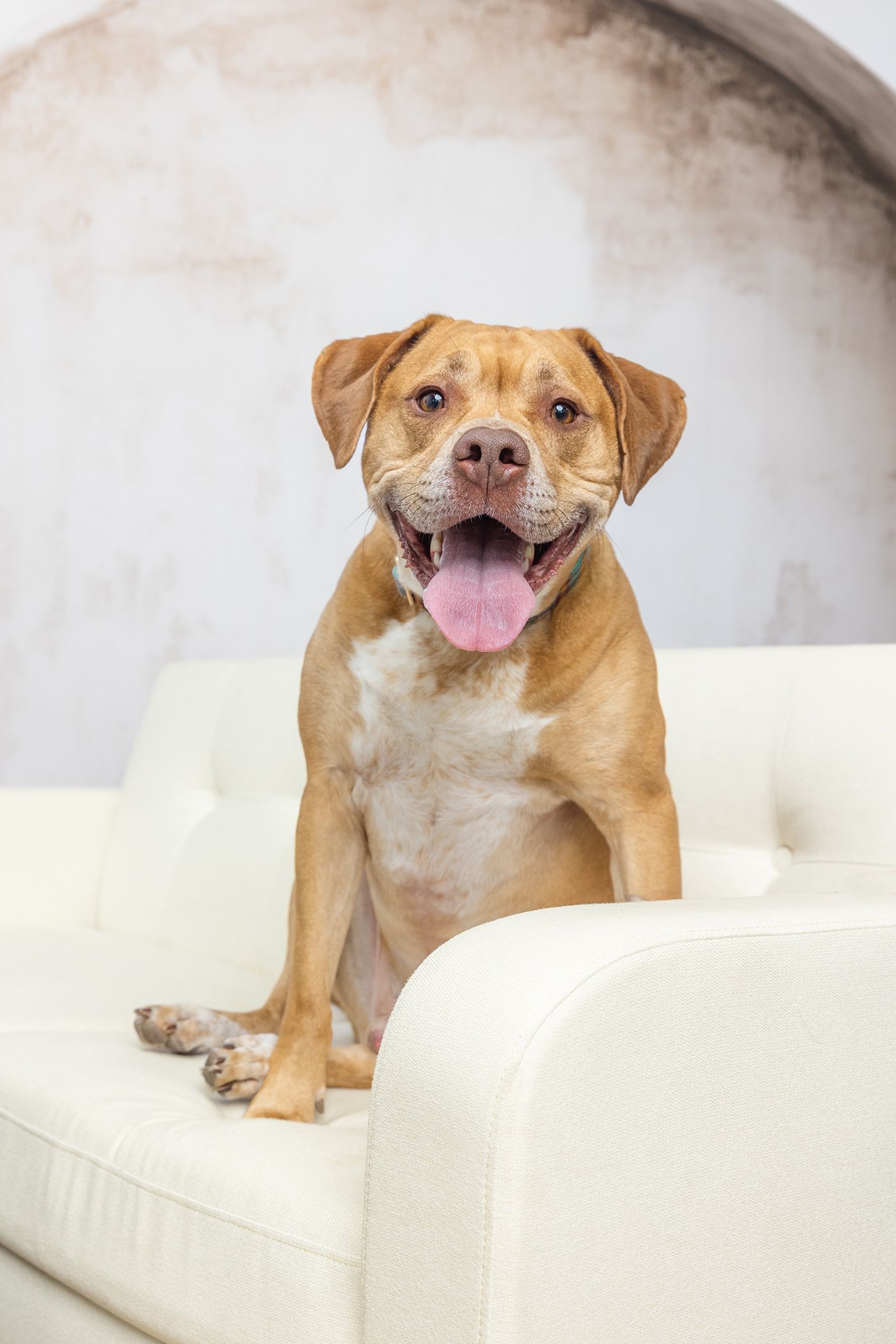 A happy brown and white mixed breed dog sits on a white tufted sofa with tongue out, smiling at the camera.