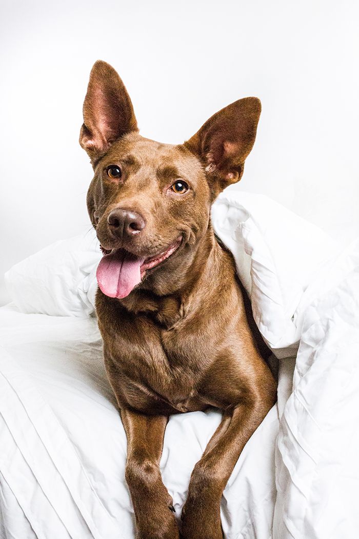Brown pit bull mix dog lying on white bedding with happy expression.
