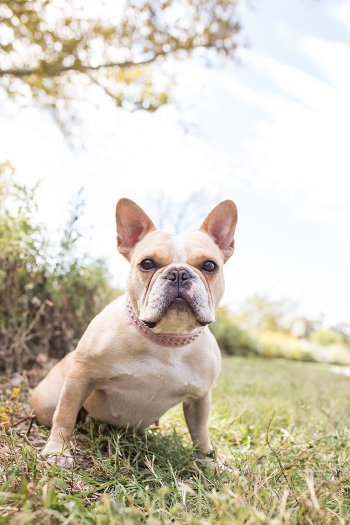 French Bulldog sitting in grass with light bokeh background.