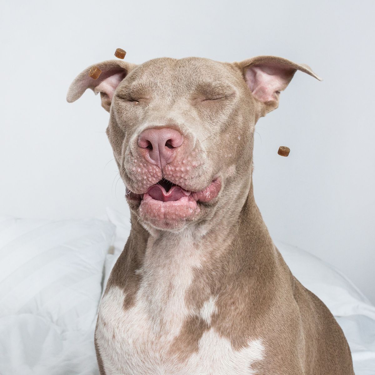 Light brown pit bull mix with closed eyes and content expression.