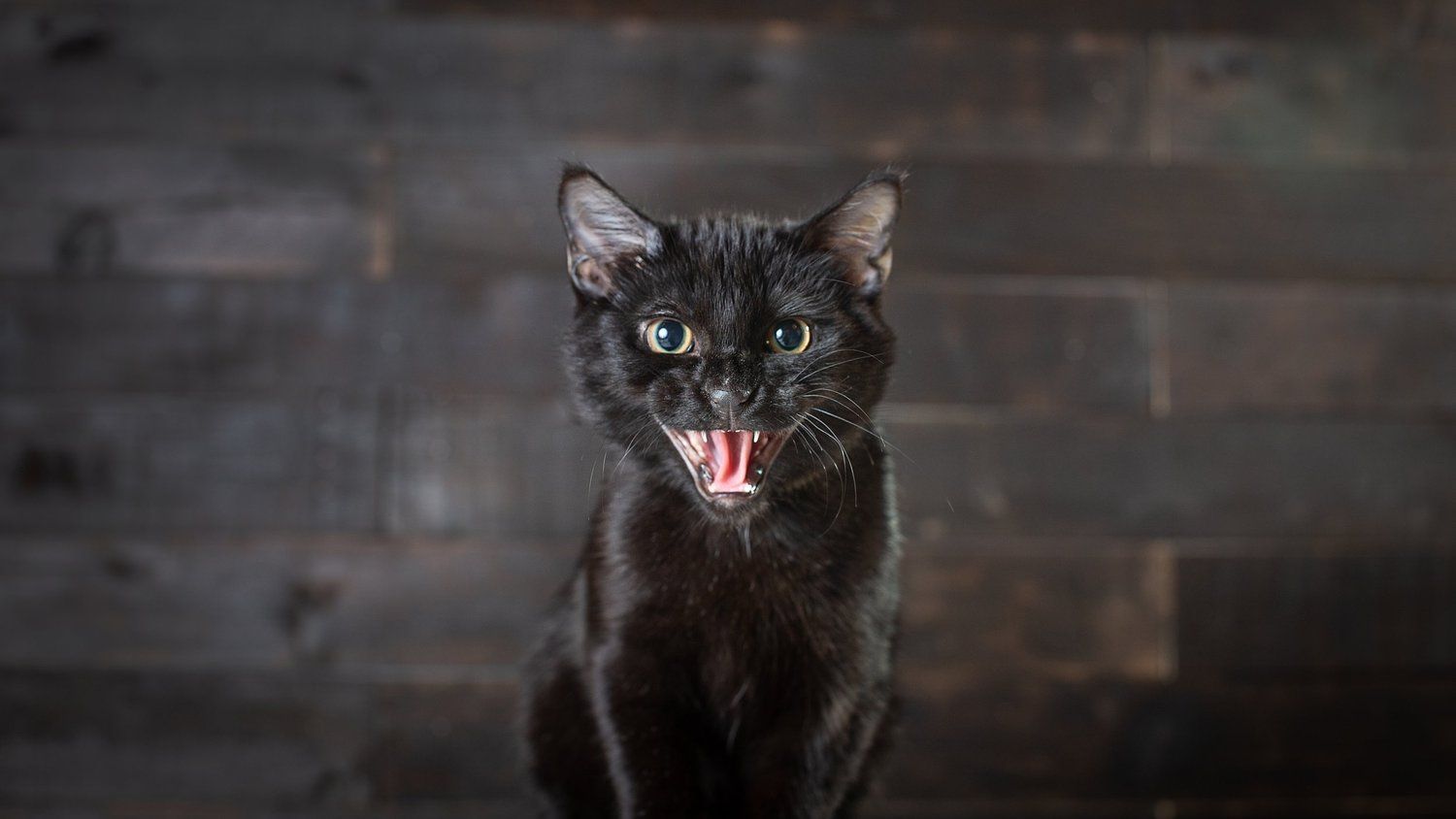 Black cat with open mouth showing fangs against dark wooden background.