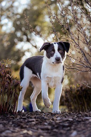 Black and white border collie puppy standing confidently on dirt path.