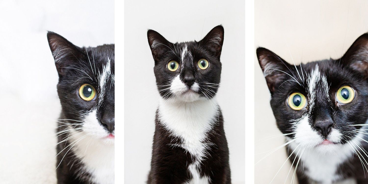Triptych of black and white cat portraits showing facial features.