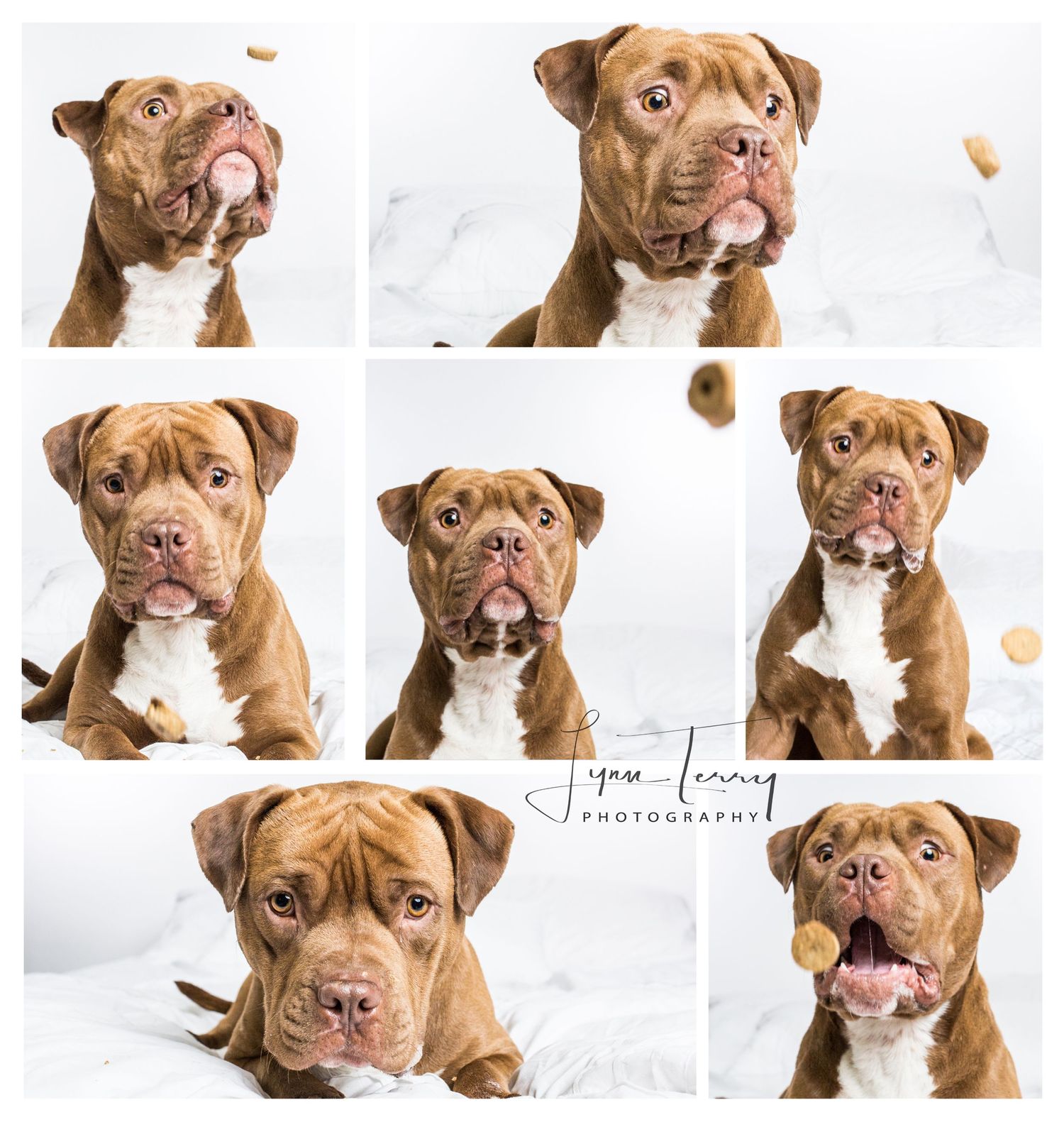 Series of expressive portraits of a brown and white pit bull catching treats against a white background.