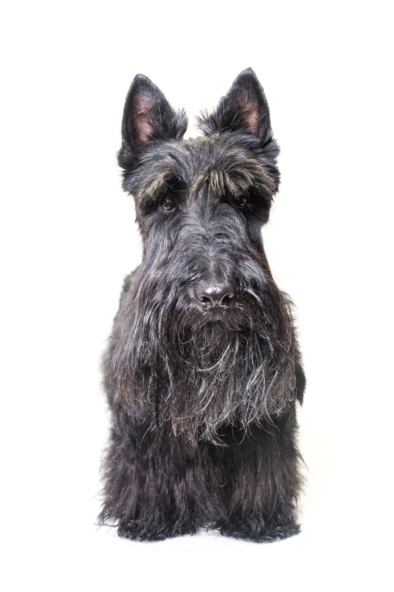 Portrait of a black Scottish Terrier dog with distinctive beard against white background.