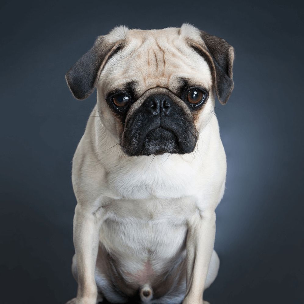 Series of pug portraits showing different expressions against dark blue background.