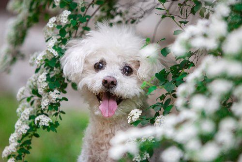 Small white fluffy dog peeking through blooming spring flowers.