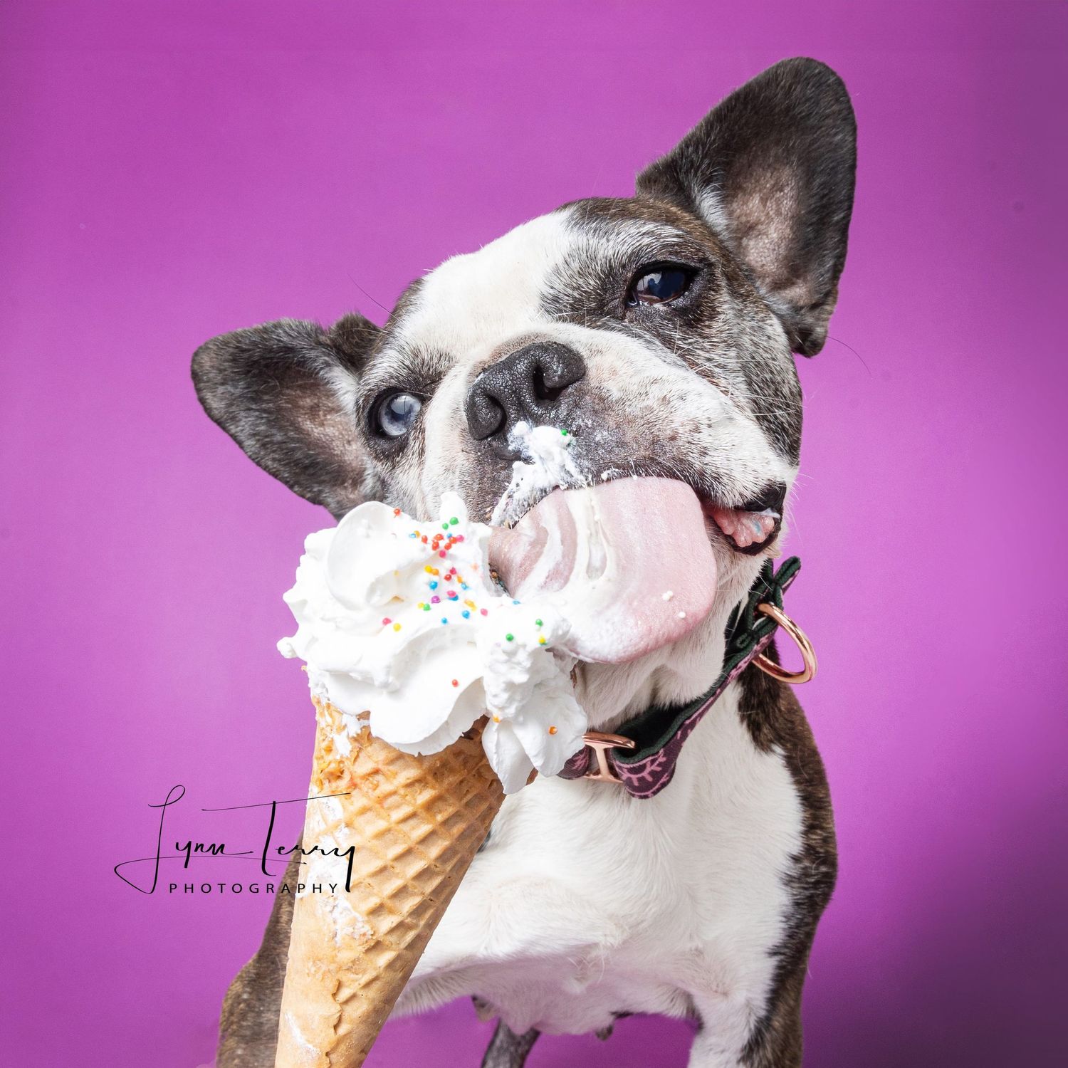 Black and white dog enjoying a vanilla ice cream cone against a purple background.