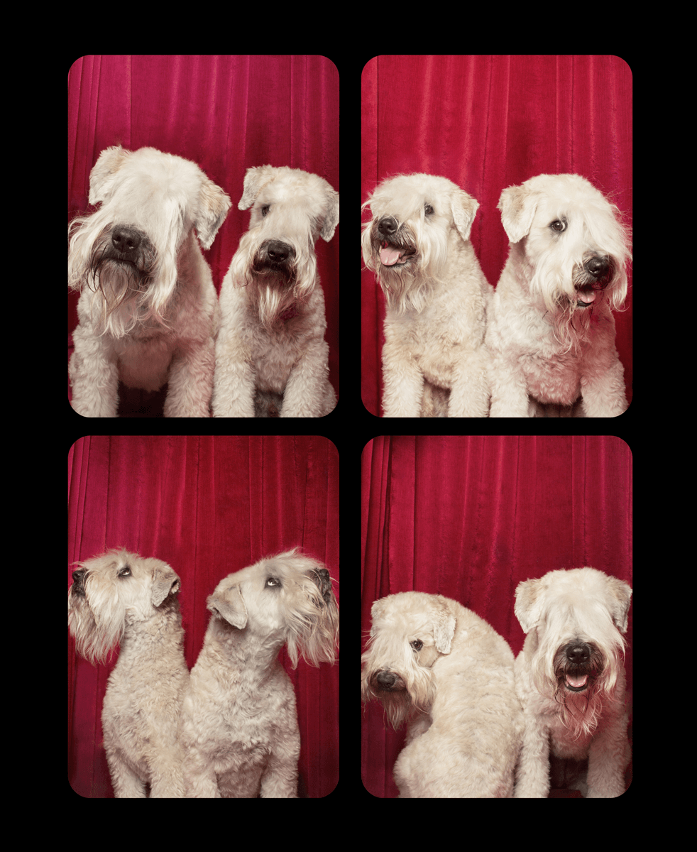 Four photo booth pictures of two Old English Sheepdogs posing together against a red backdrop.