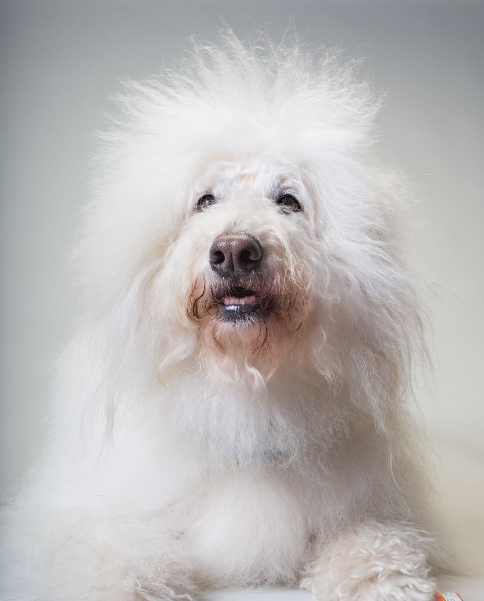 Portrait of a fluffy white Old English Sheepdog with wild hair against gray background.