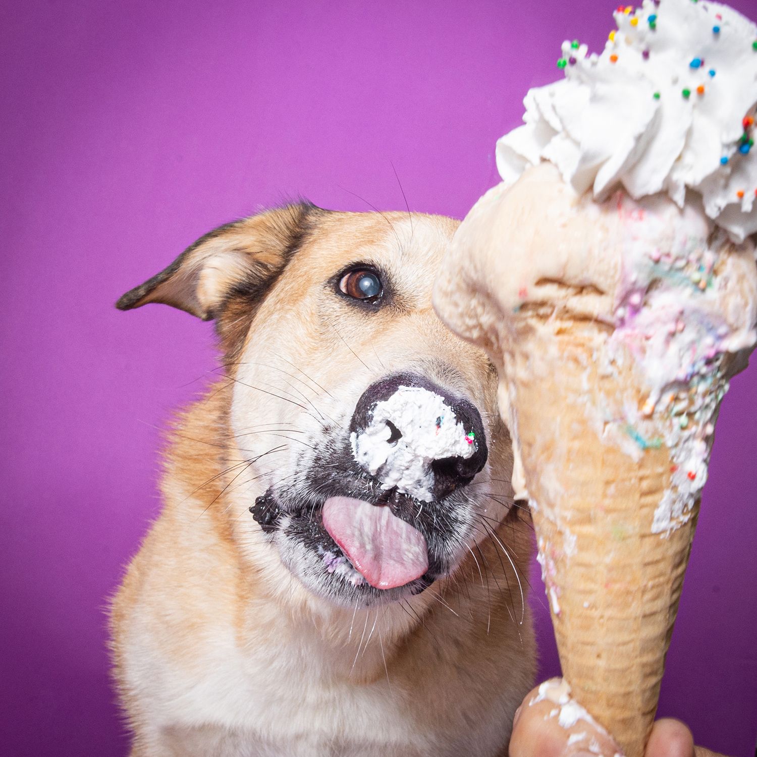 A happy dog licks a large ice cream cone with sprinkles against a bright purple background.