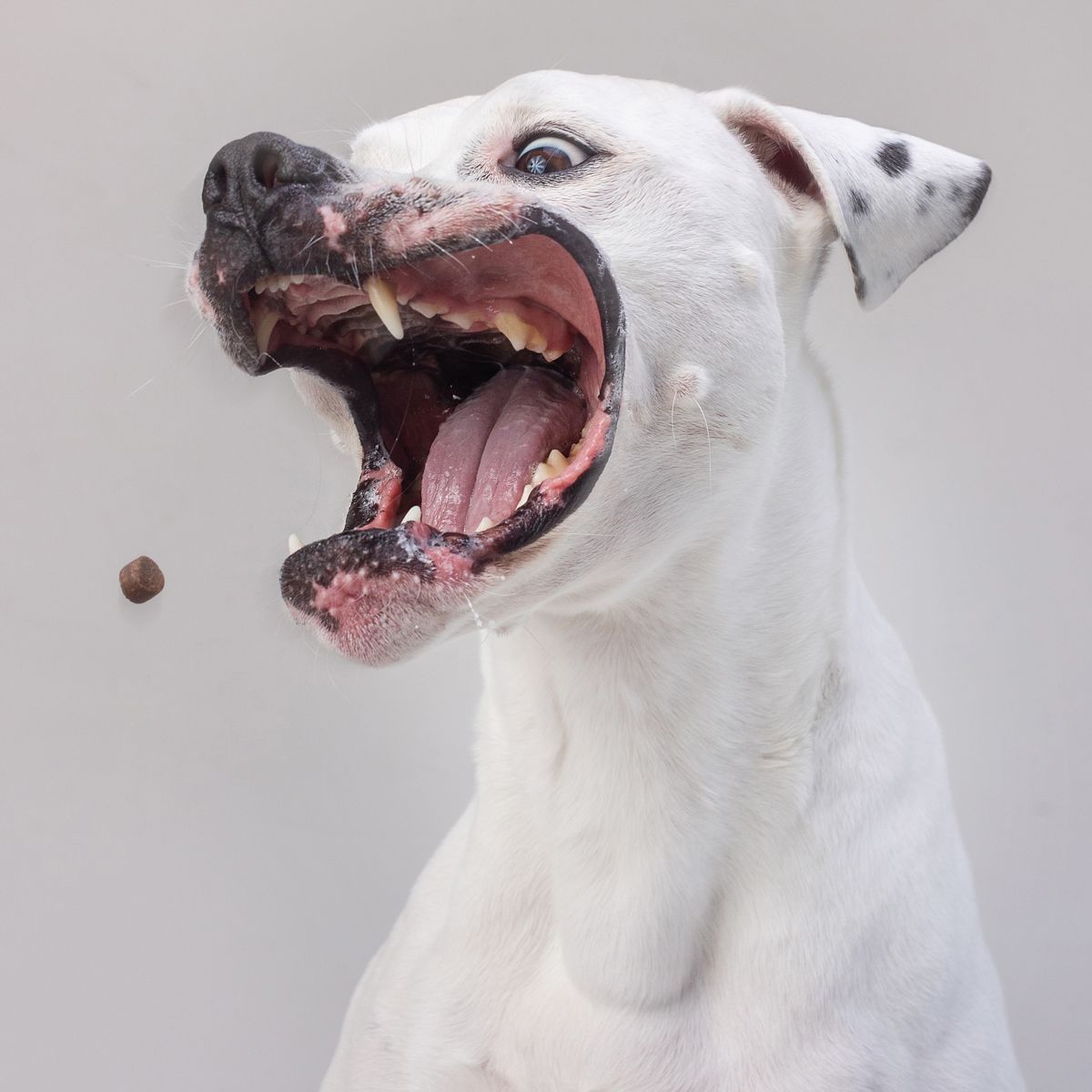 White Dalmatian dog catching a treat mid-air with mouth wide open against a gray background.