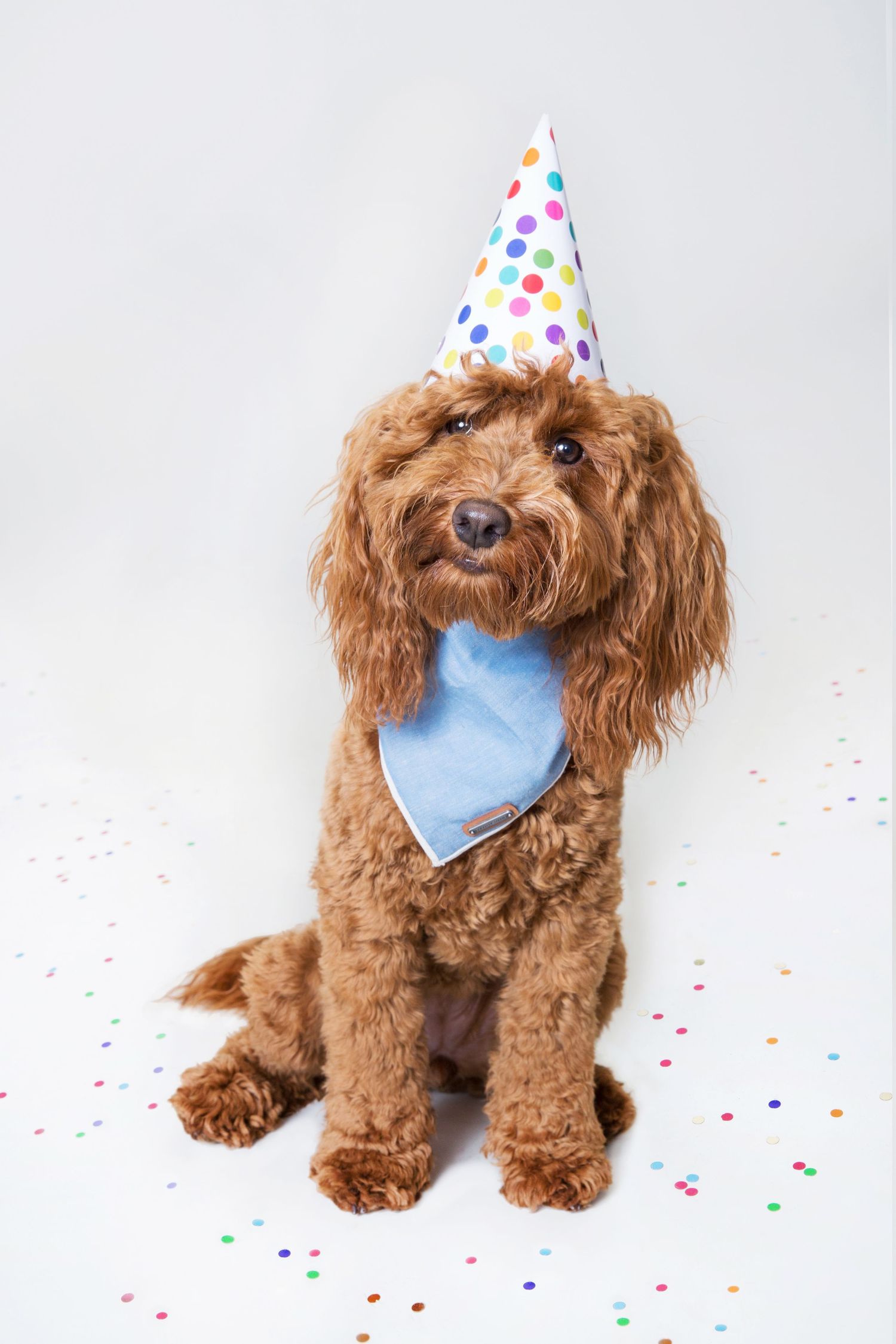 Adorable brown cockapoo dog wearing a colorful polka dot party hat and blue bandana sitting among confetti.