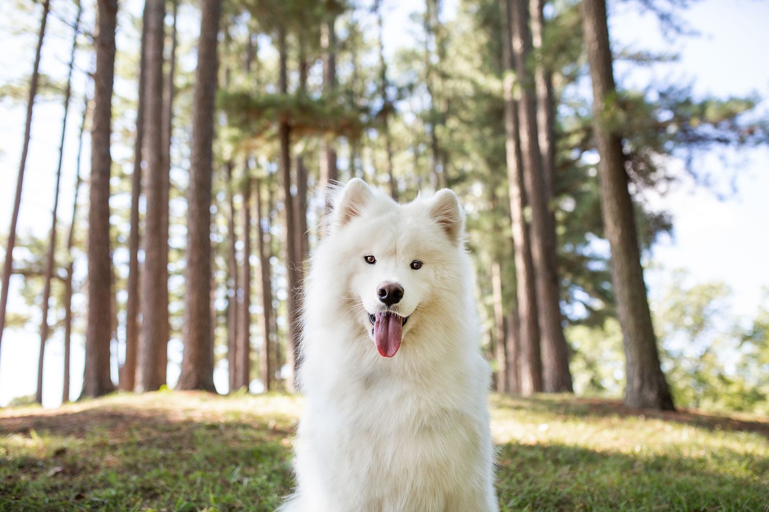 A fluffy white Samoyed dog sits on green grass in a sunlit forest, tongue out, surrounded by tall pine trees.
