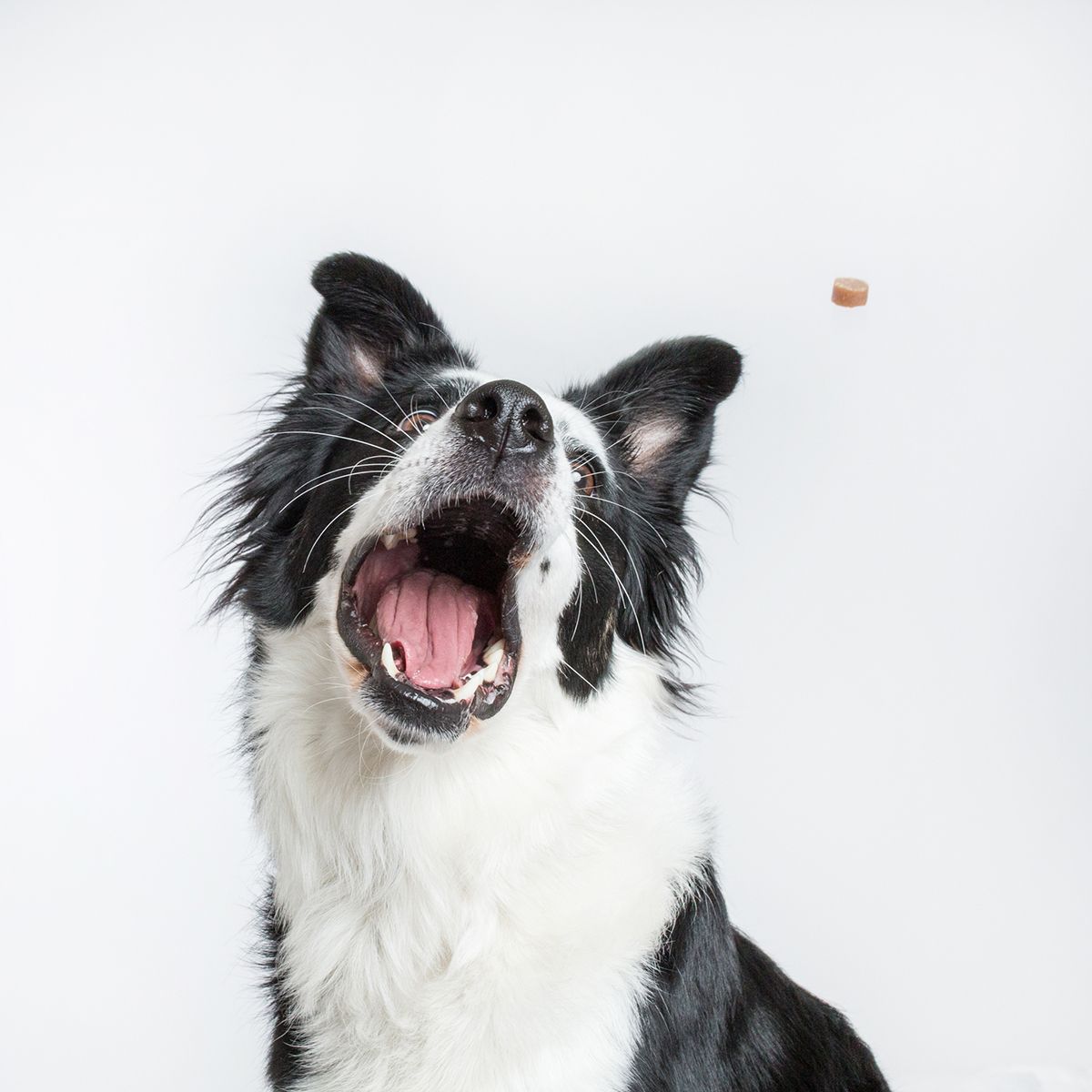 A black and white Border Collie catches a treat mid-air against a white background.