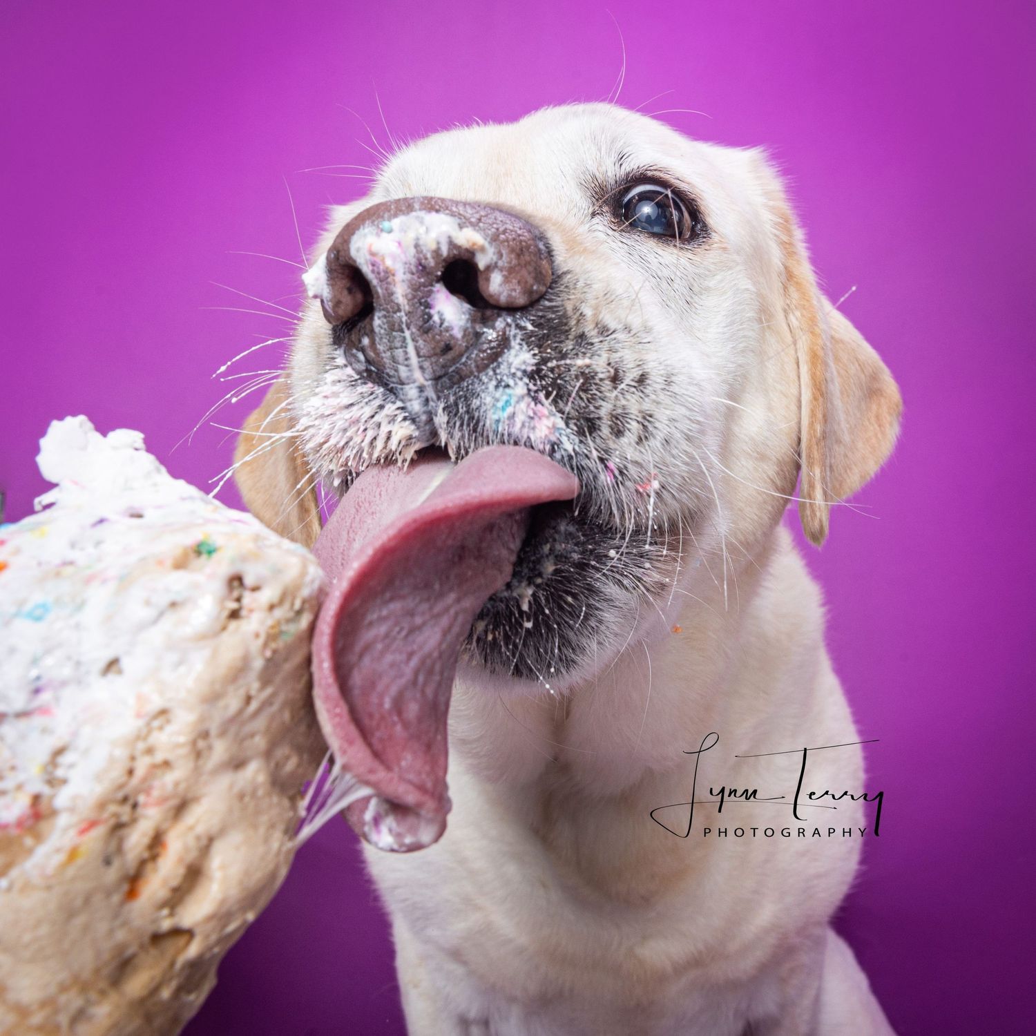 A yellow Labrador eagerly licks a colorful cake against a vibrant purple background.