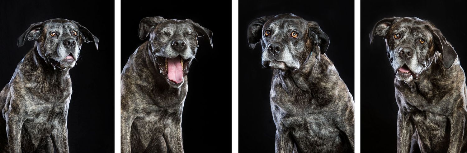 Four portraits of a brindle Cane Corso dog showing different expressions against a black background.