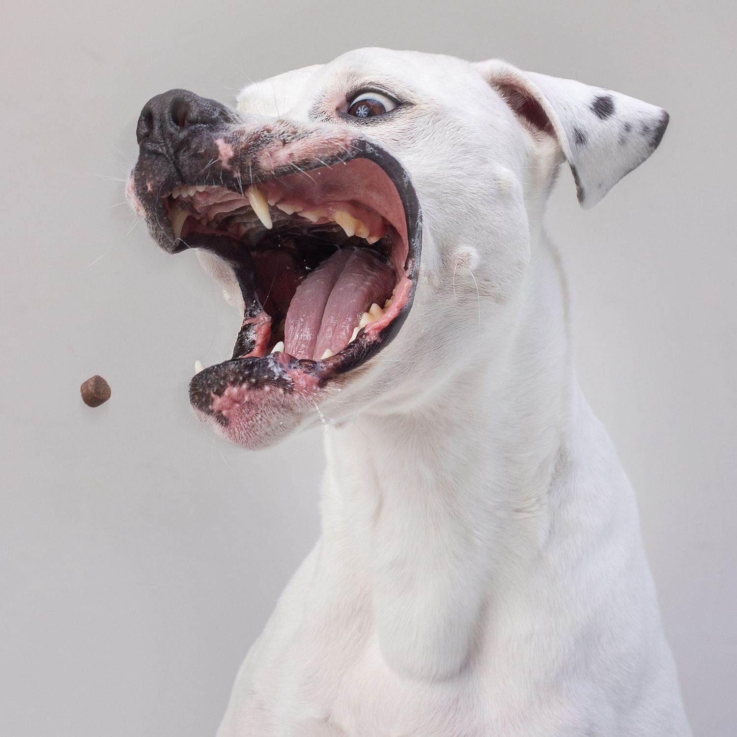 Action shots of a white dog catching treats in mid-air against light background.