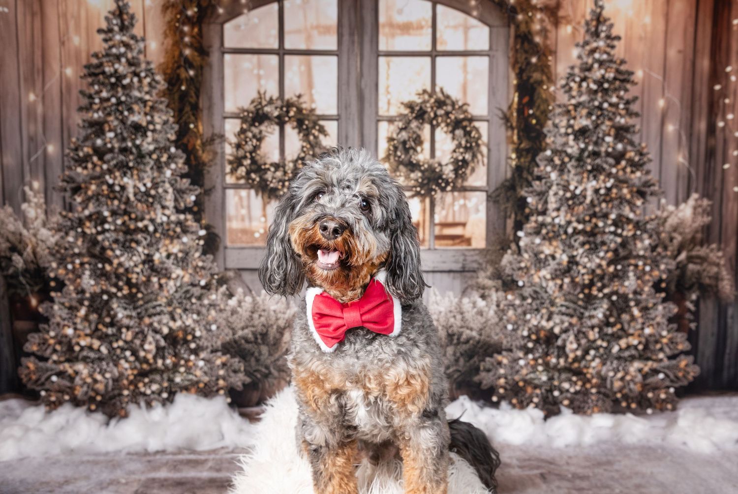 Fluffy dog wearing red bow tie poses before Christmas trees and wreaths in festive holiday portrait.