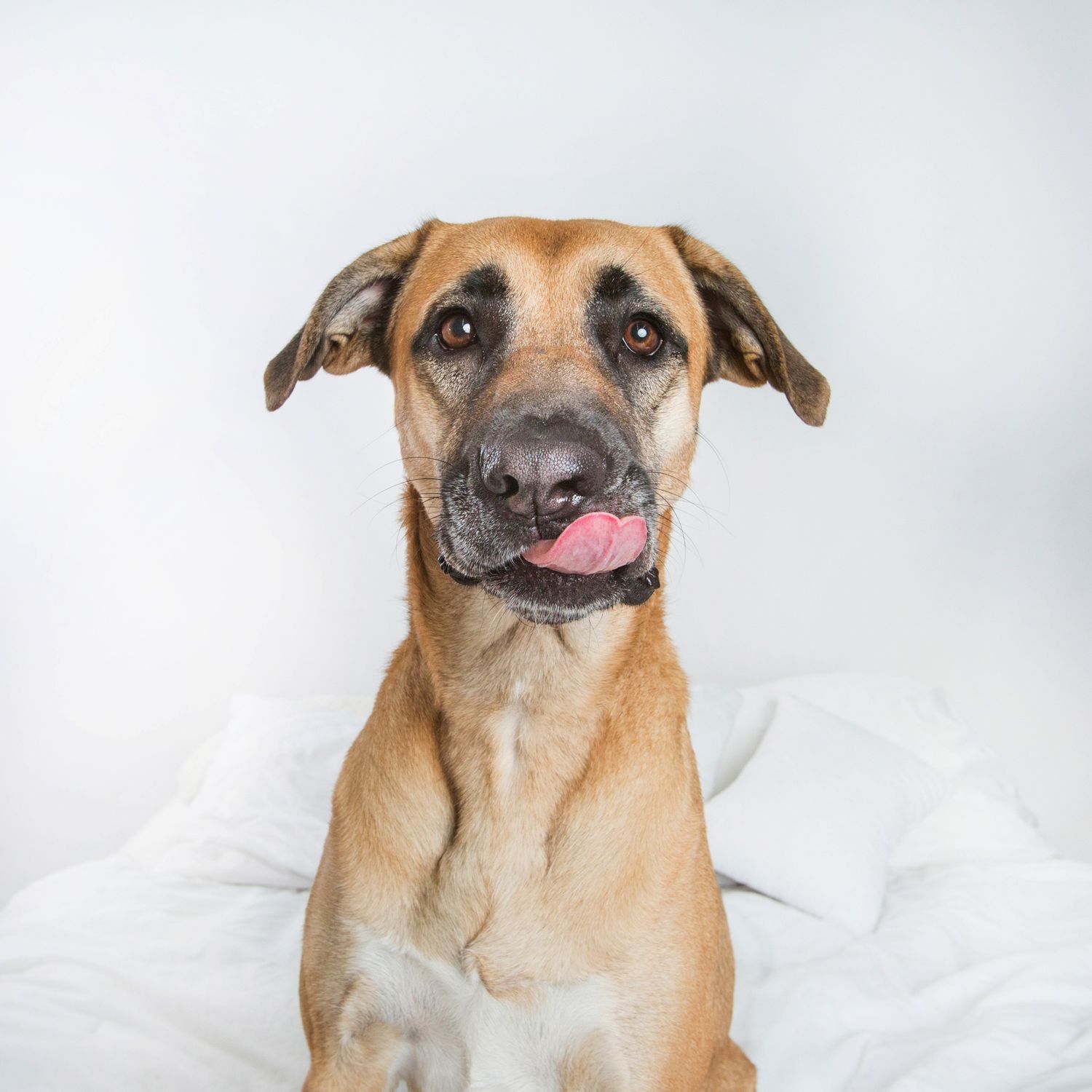 A tan dog with floppy ears sits on white bedding, tongue out, looking at the camera with an adorable expression.