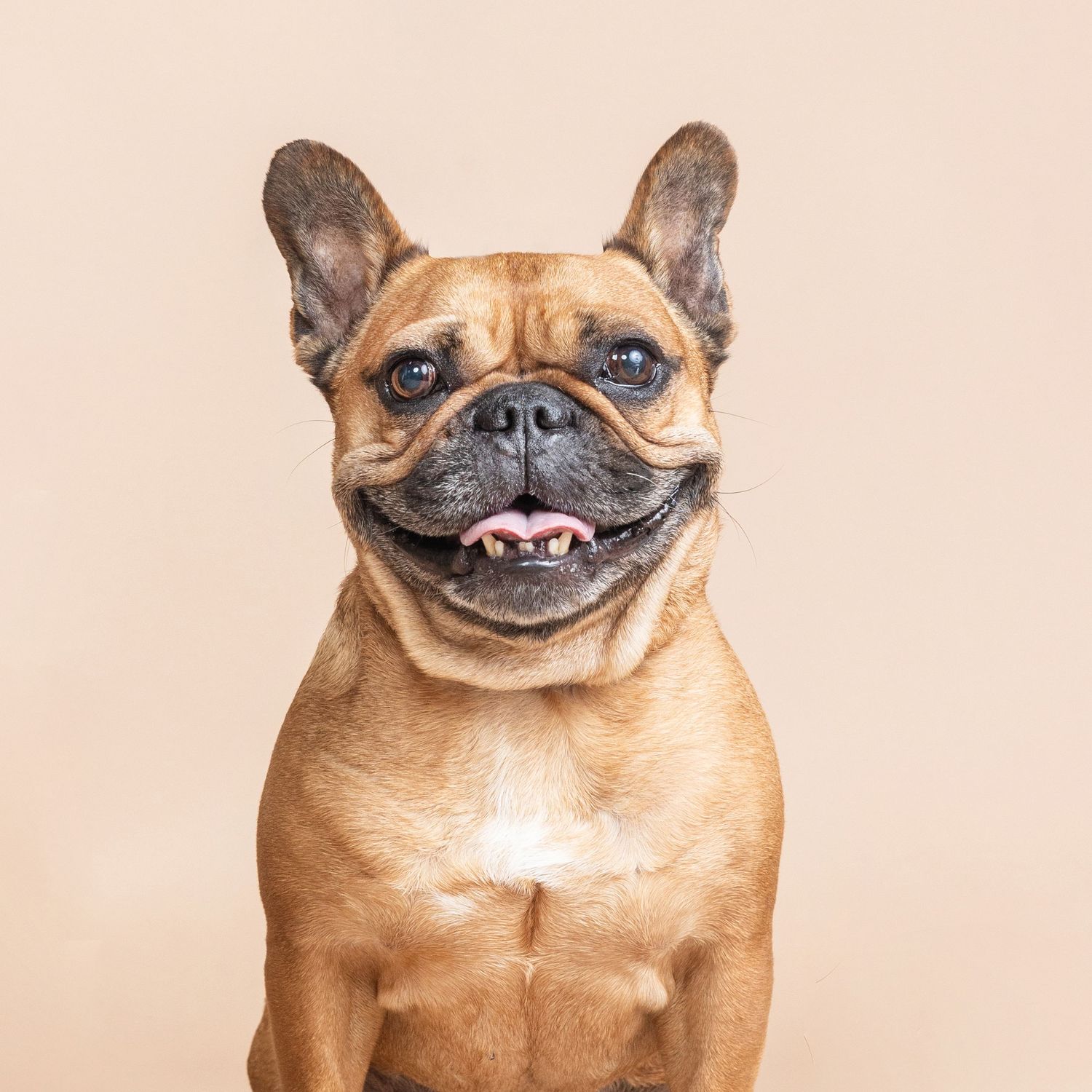 A smiling fawn French Bulldog with bright eyes poses against a neutral beige background in a studio portrait.