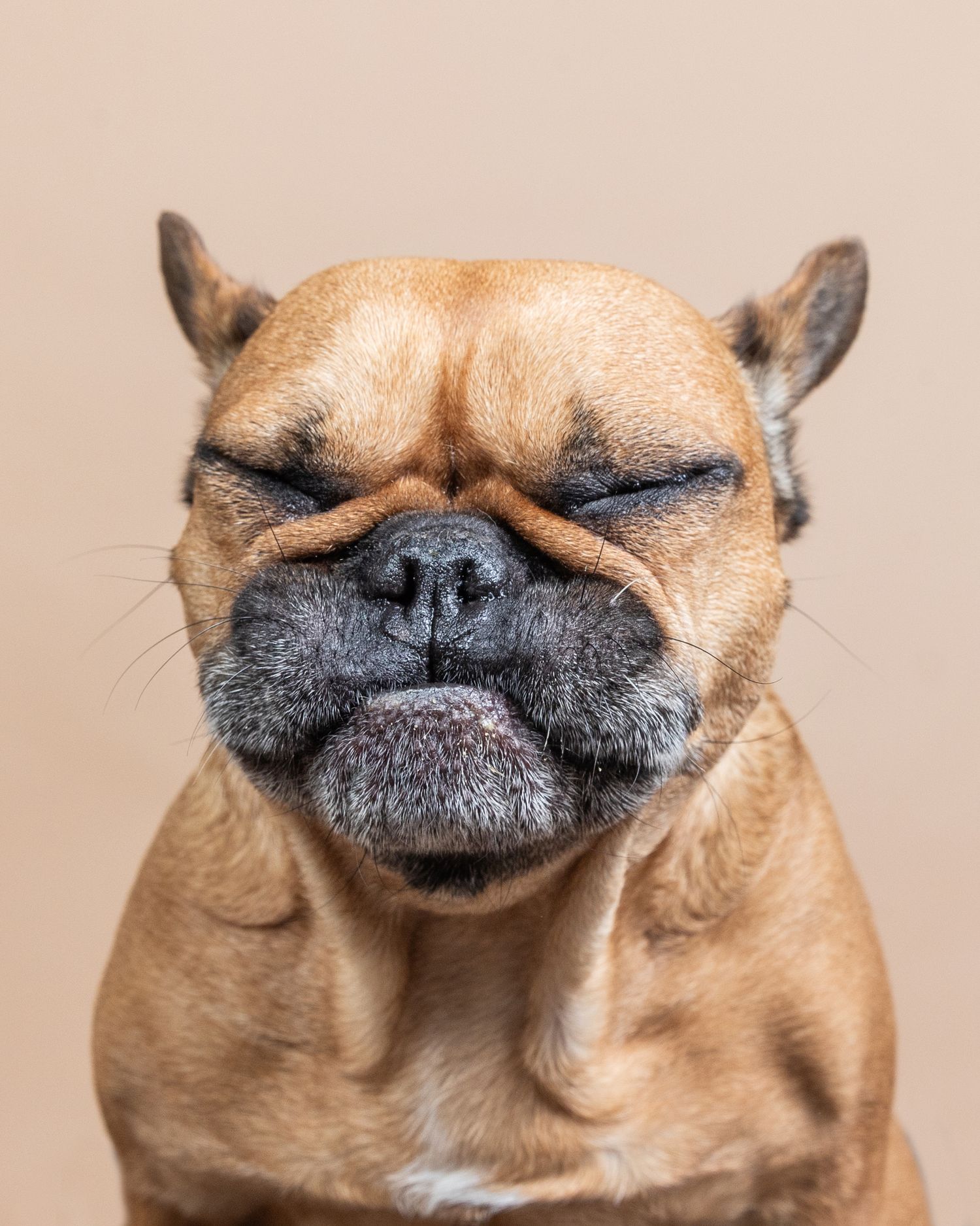 Close-up portrait of a French Bulldog with eyes closed and wrinkled face against a beige background.