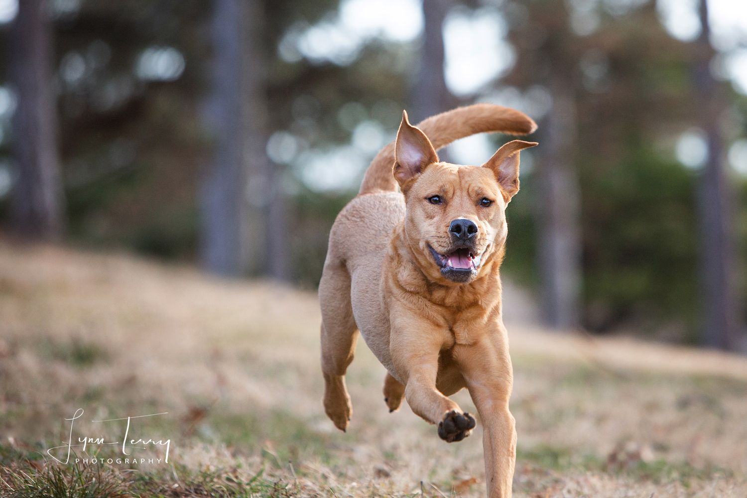 Energetic tan dog running and leaping through a grassy field.