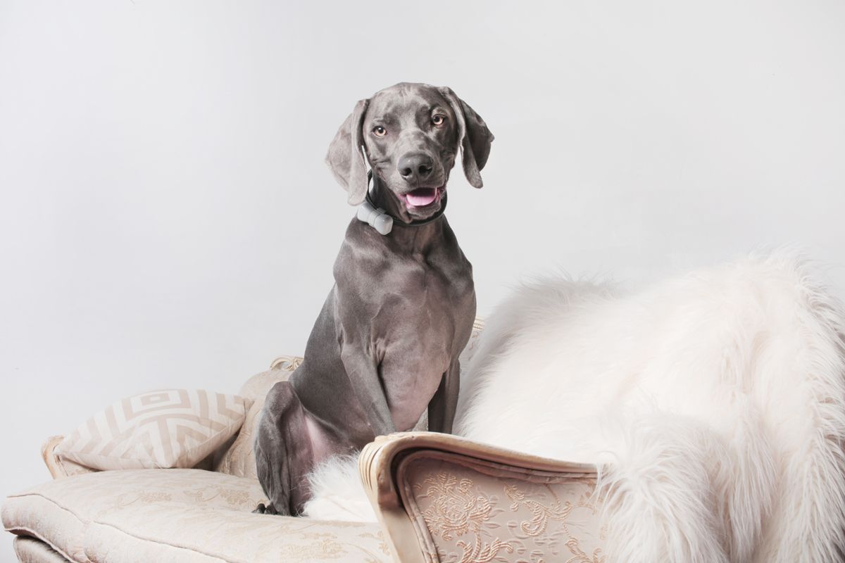 Gray Weimaraner dog sitting properly on beige couch during portrait session.