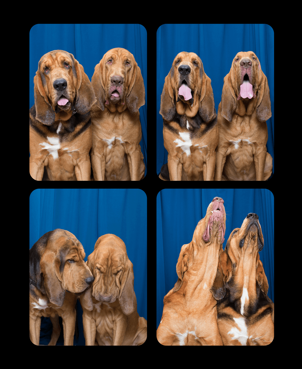 Two bloodhounds show different poses and expressions against a blue backdrop.