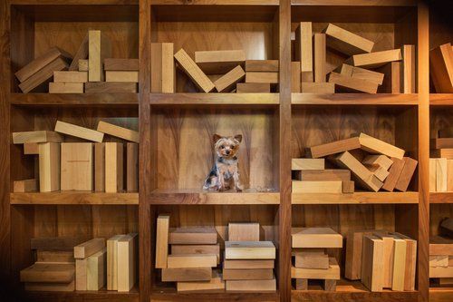 Small cat sitting in wooden cubby surrounded by blocks and books.