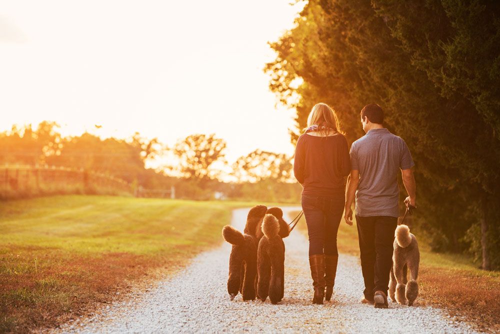 A silhouetted family walks with their two dogs on a sunset-lit country path.