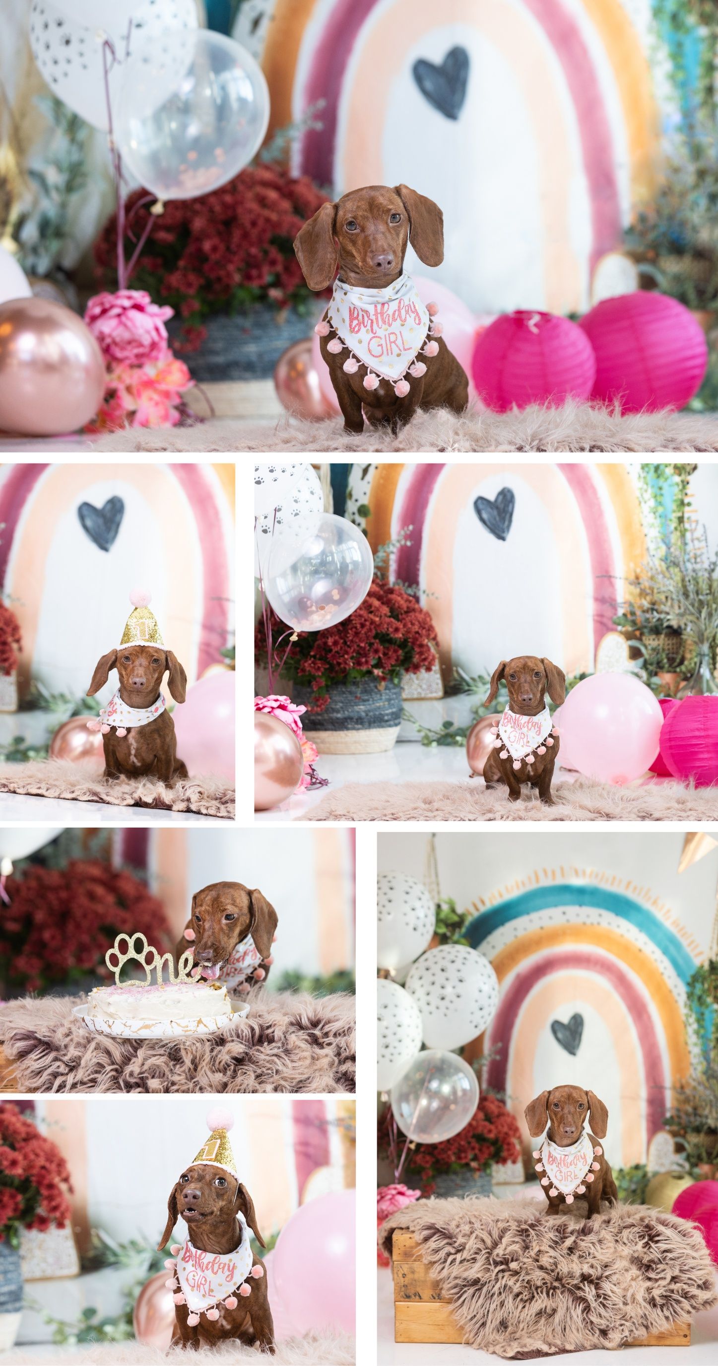 Birthday themed pet photography of a brown dachshund puppy with party decorations and a pastel rainbow backdrop.