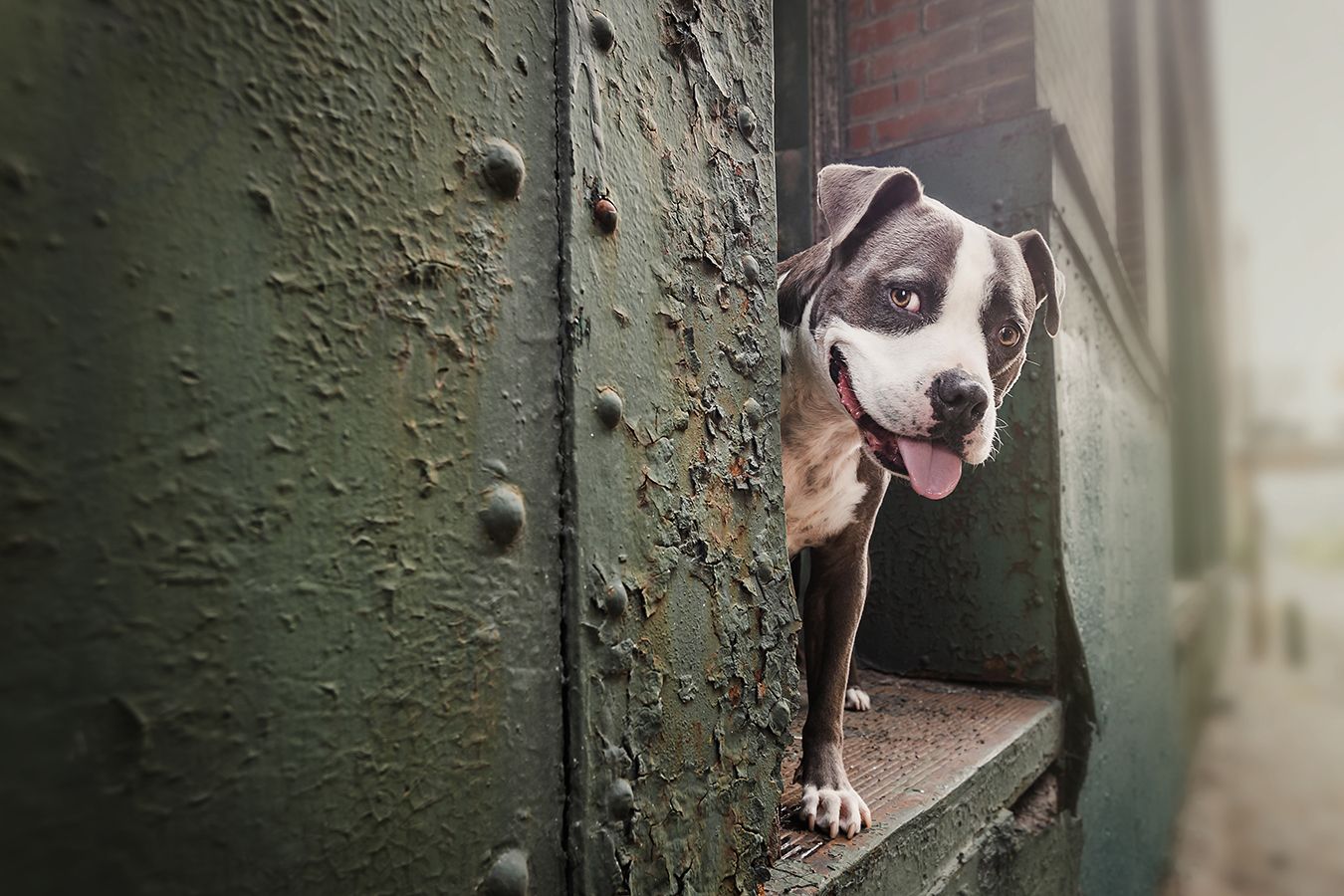 Curious pit bull dog peeks through green metal door opening with playful expression.