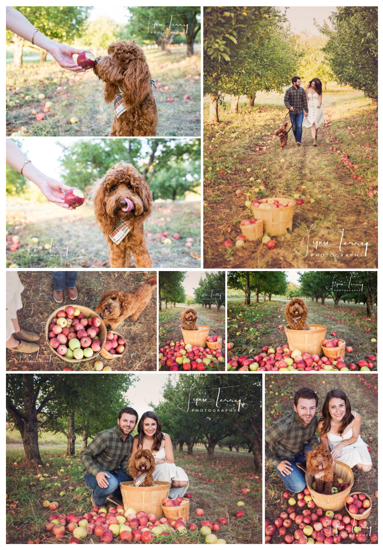 Couple and fluffy red dog enjoy fall apple orchard photo session with baskets of fresh-picked apples scattered on the ground.