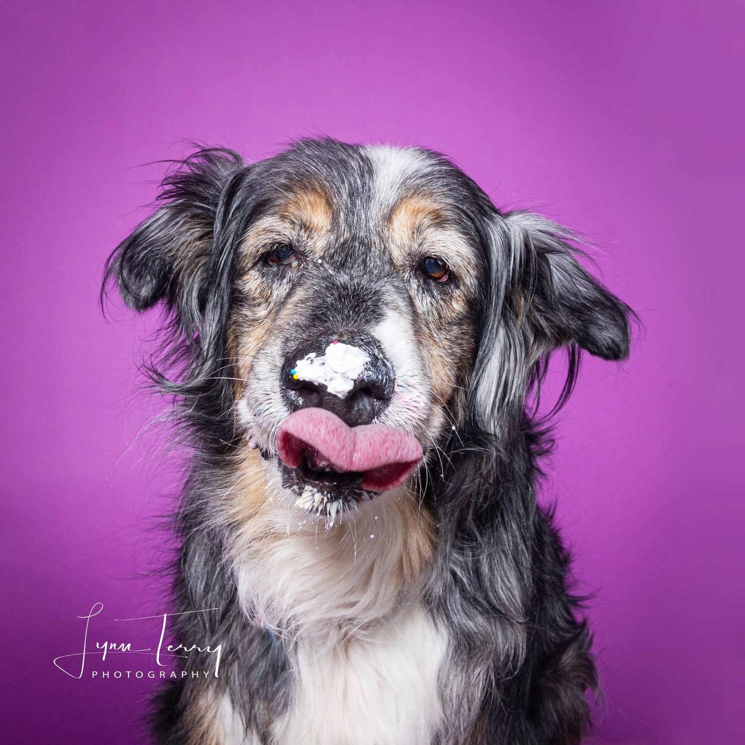 A fluffy merle dog with tongue out and whipped cream on nose against a vibrant purple background.