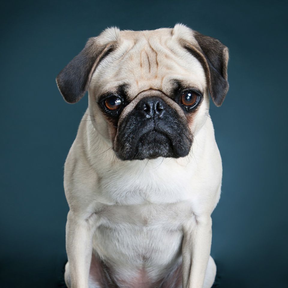 A cute fawn pug dog sits upright against a dark teal background, gazing forward with soulful brown eyes.