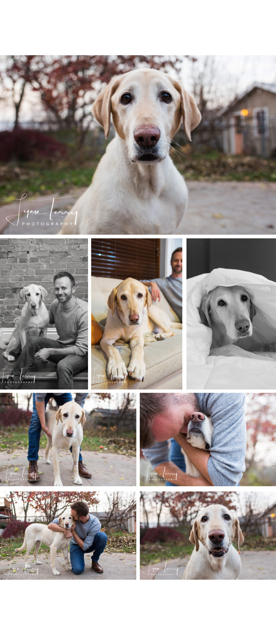 A yellow Labrador dog poses with its owner in a series of outdoor and indoor pet photography portraits.