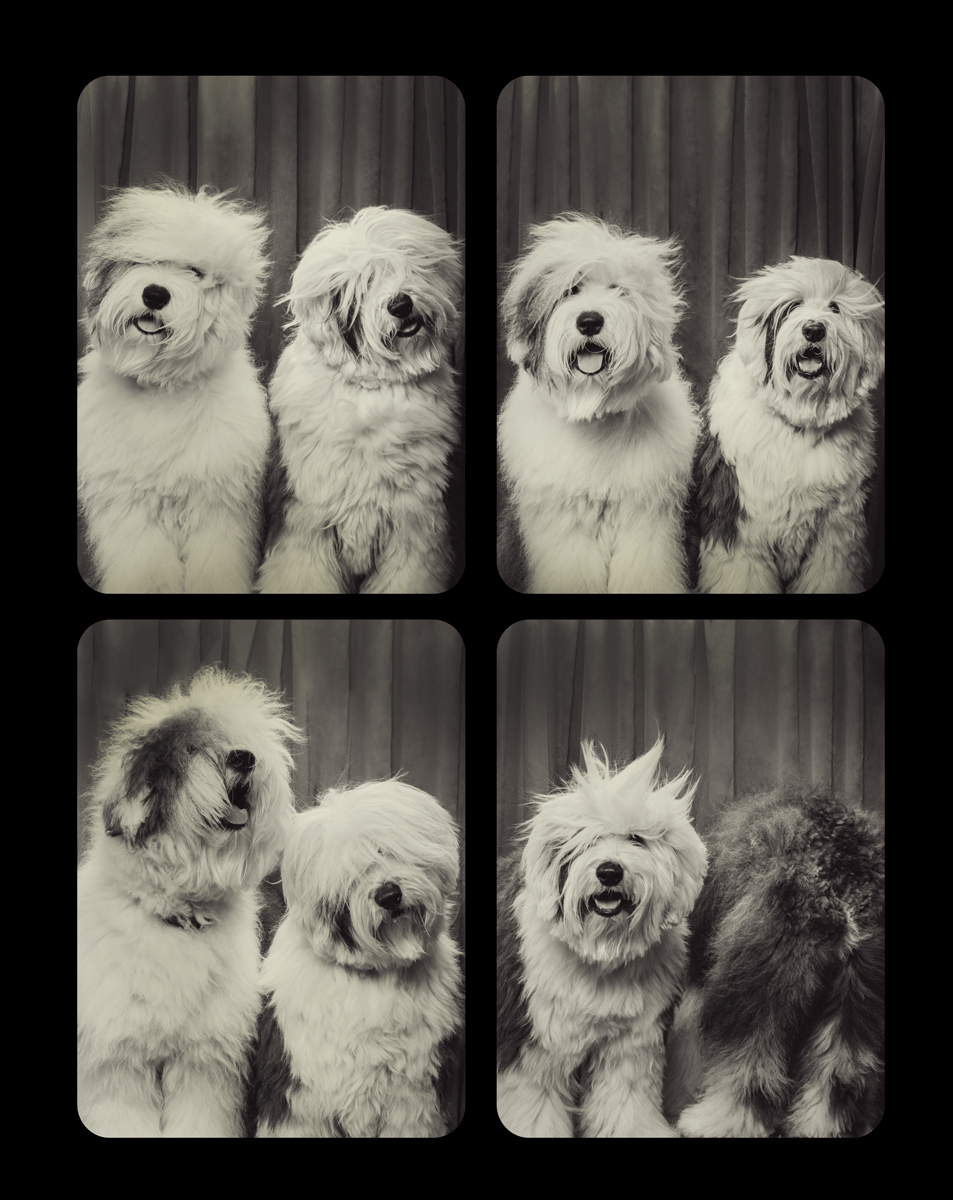 Series of photo booth style shots showing fluffy white dogs posing together.