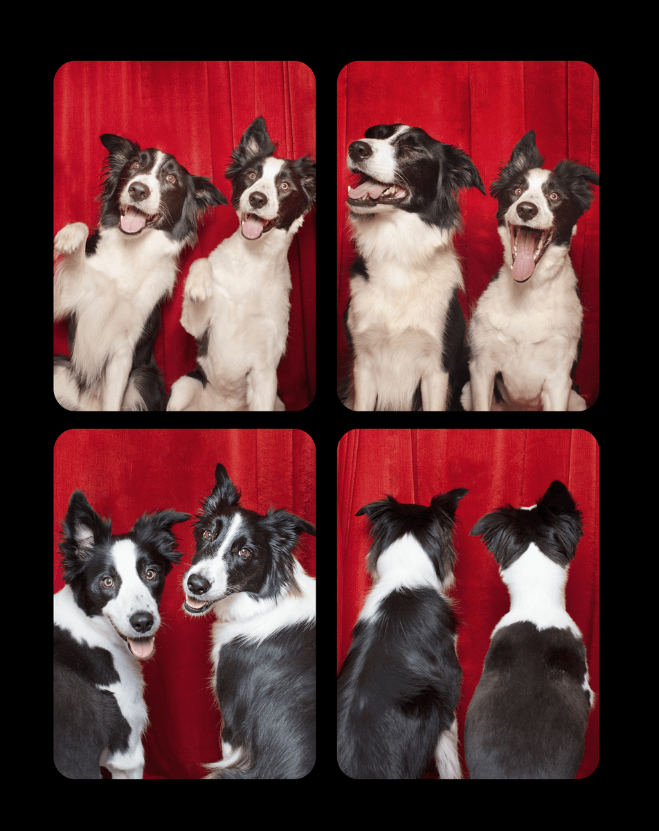 Black and white border collies show different poses and expressions in a photo booth series.