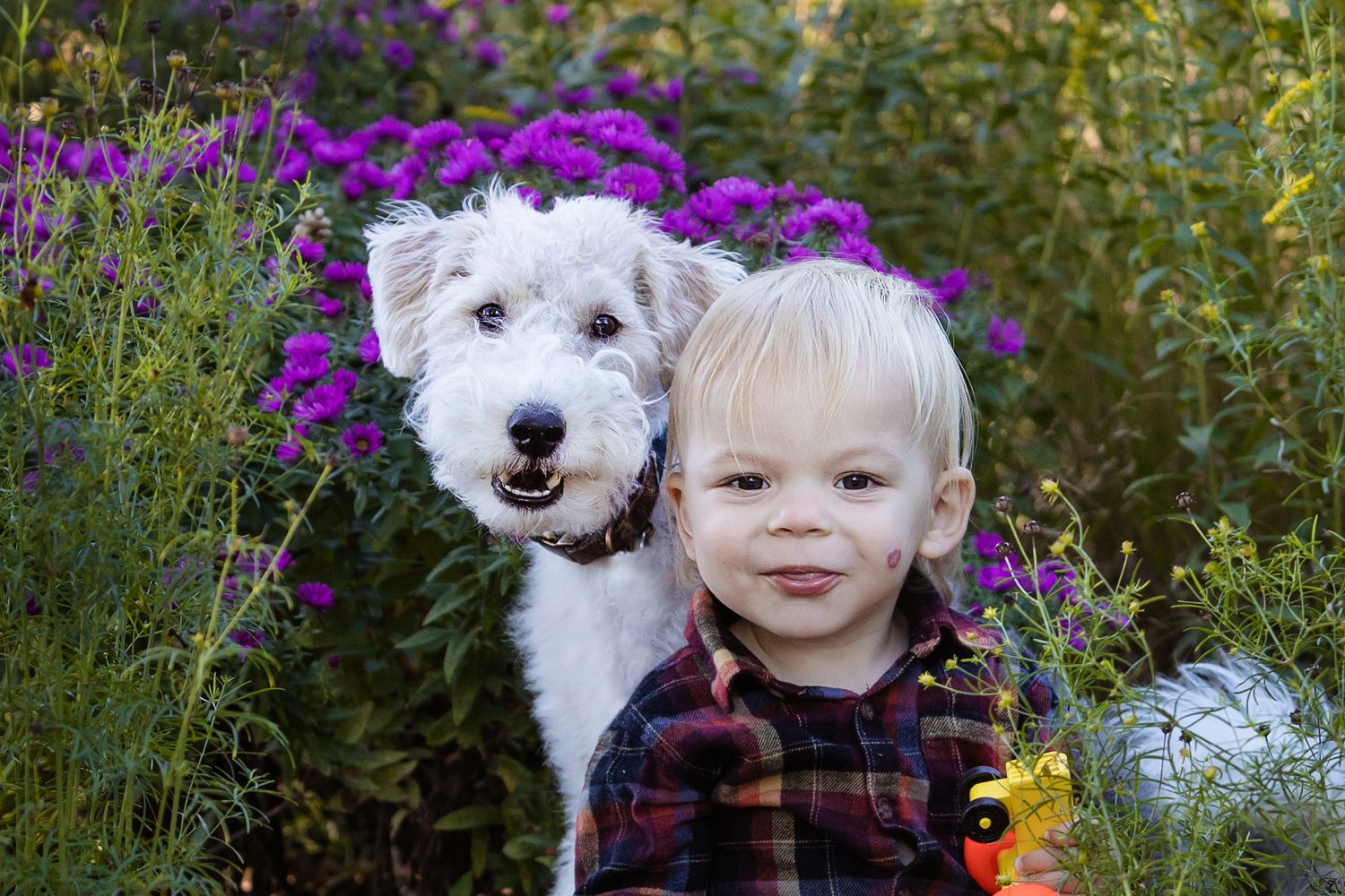 A white fluffy dog and young child pose together among vibrant purple flowers in a garden.