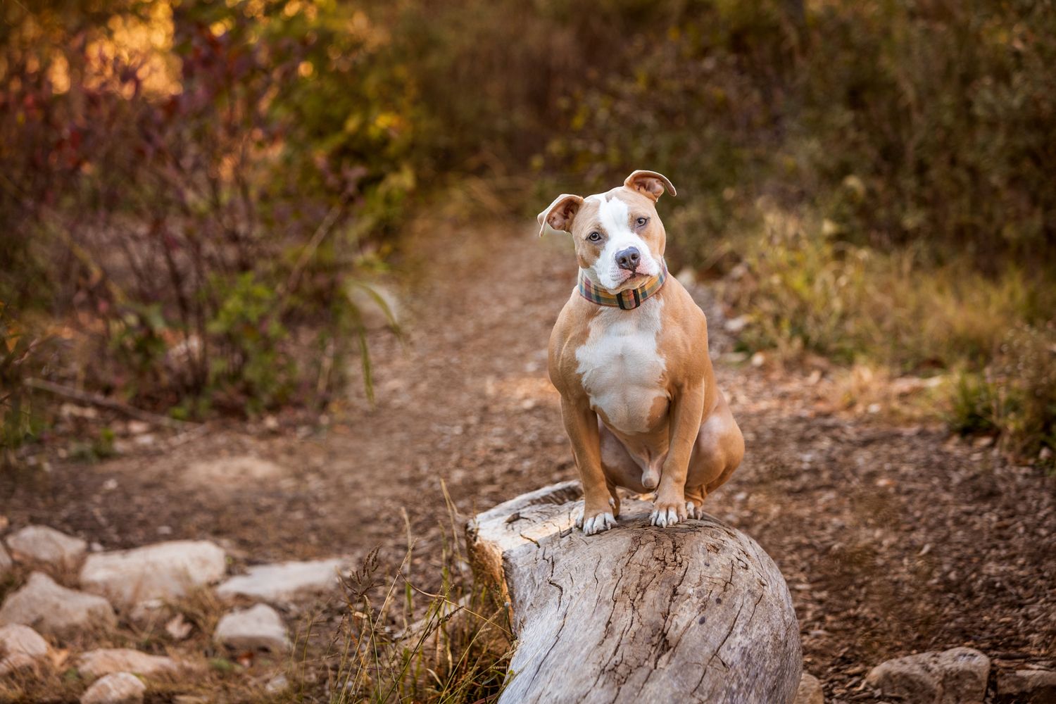 Pit bull terrier sitting confidently on a tree stump in an autumn woodland setting.