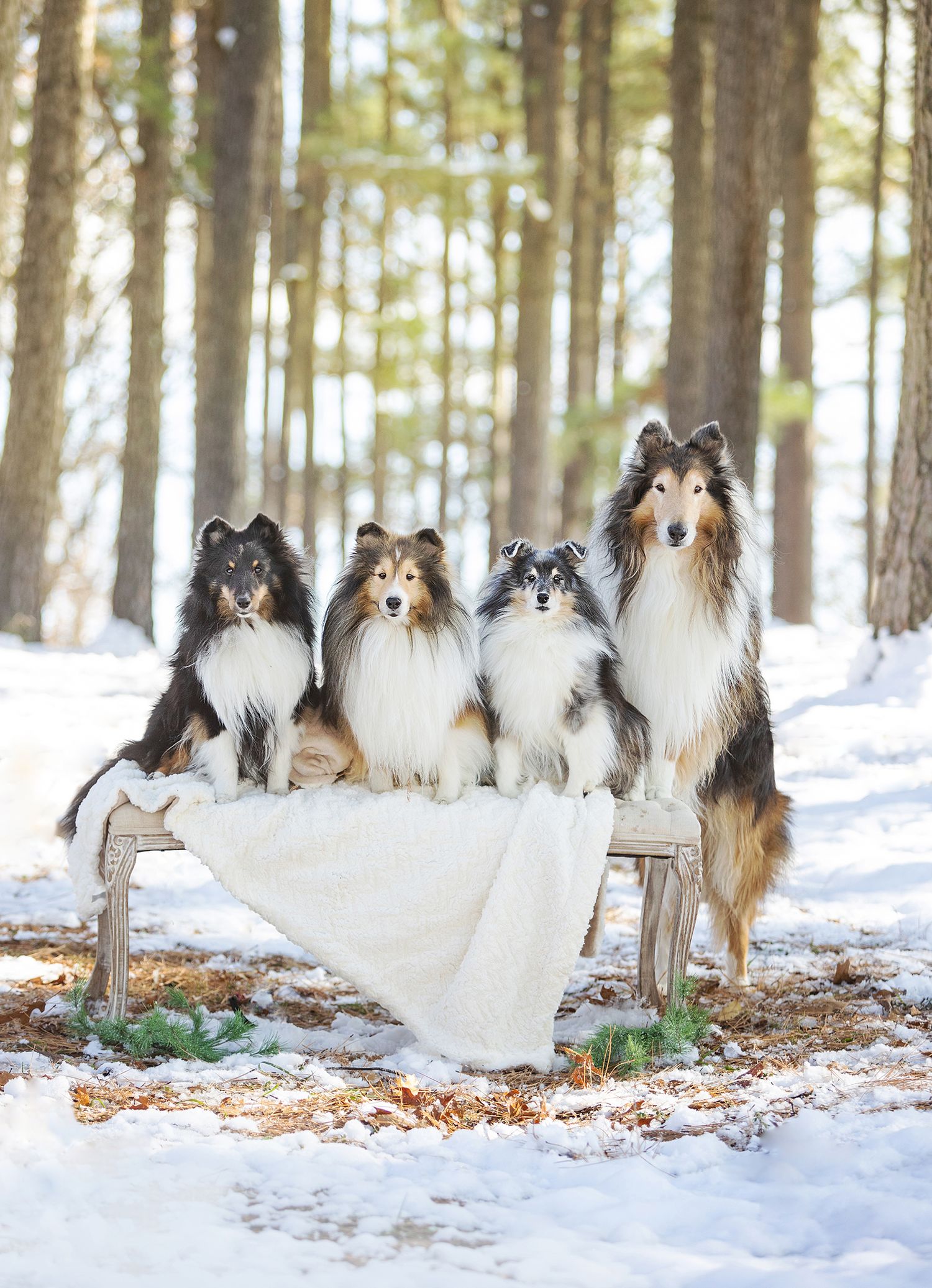 Four Rough Collies posing on a wooden bench draped with white fur in a snowy forest setting.