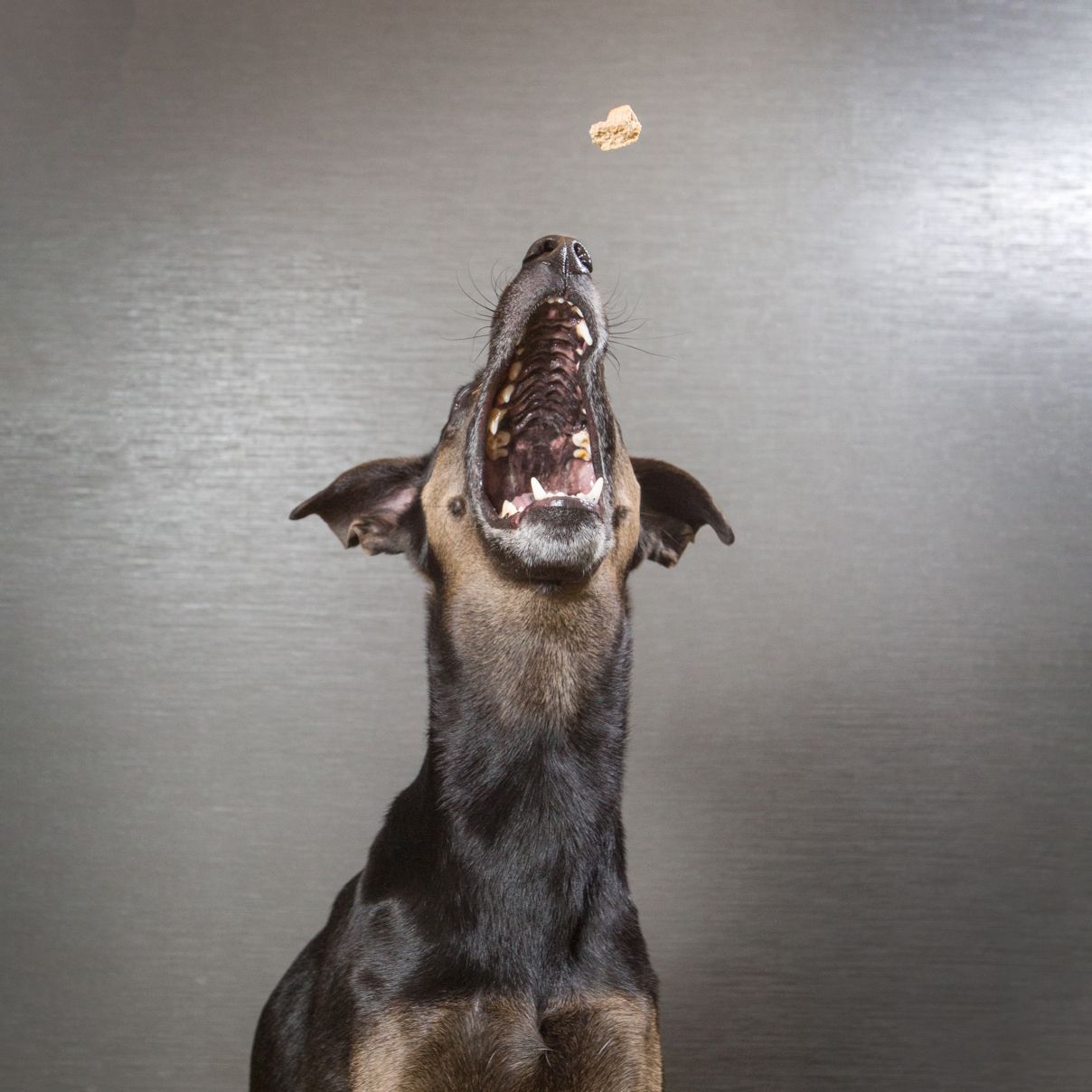A Doberman dog leaps with mouth wide open to catch a treat mid-air against a gray background.