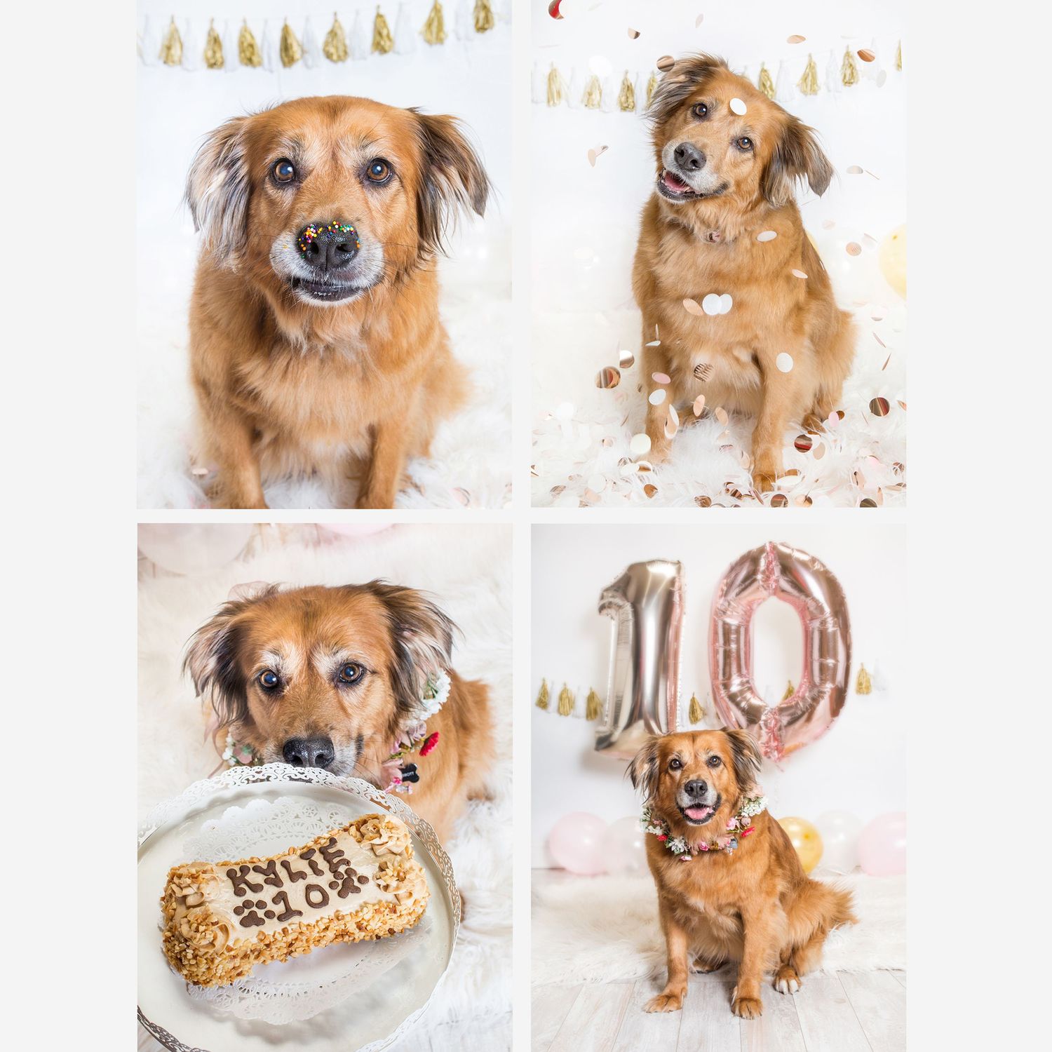 Golden retriever dog celebrates 10th birthday with cake, balloons, and party decorations in a festive photo collage.