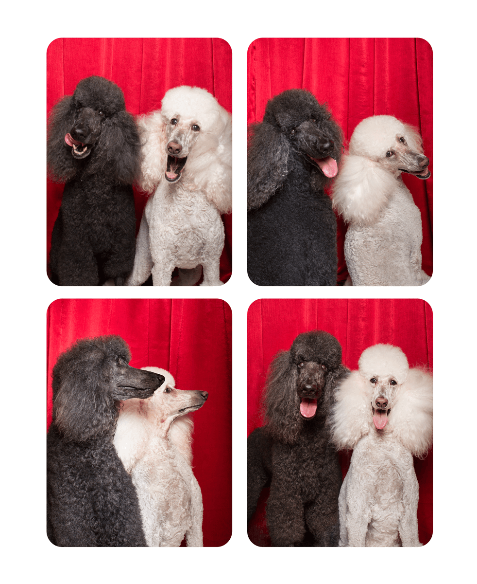 Series of photo booth snapshots featuring two poodles, one black and one white, interacting playfully.