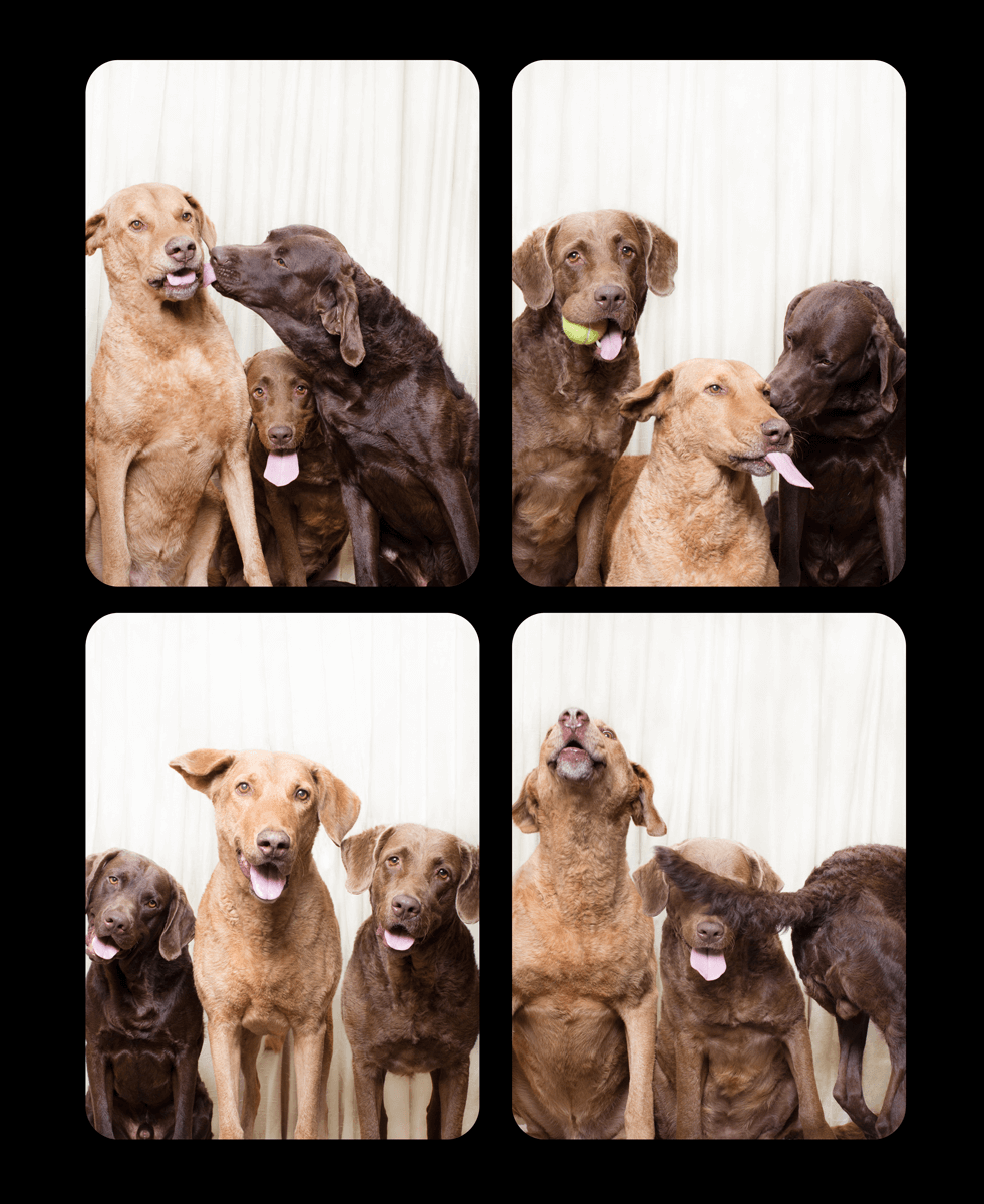 Three brown and chocolate Labrador dogs pose together playfully in a photo booth style collage against white background.