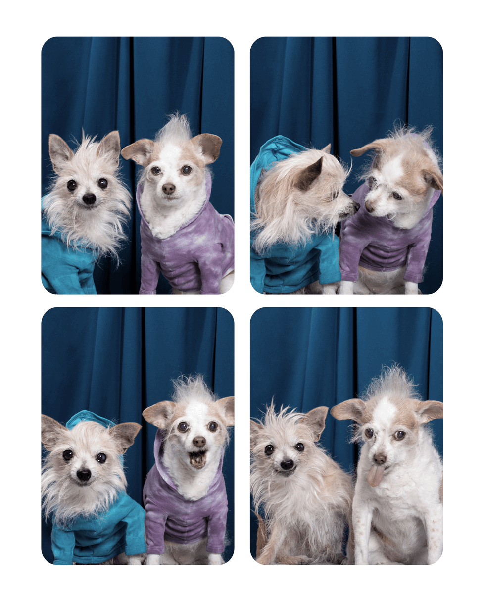 Four photo booth pictures of two small Chihuahuas wearing blue and purple sweaters against a navy backdrop.