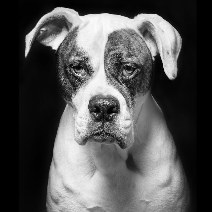 Series of dramatic black and white portraits of a white American Bulldog against dark background.