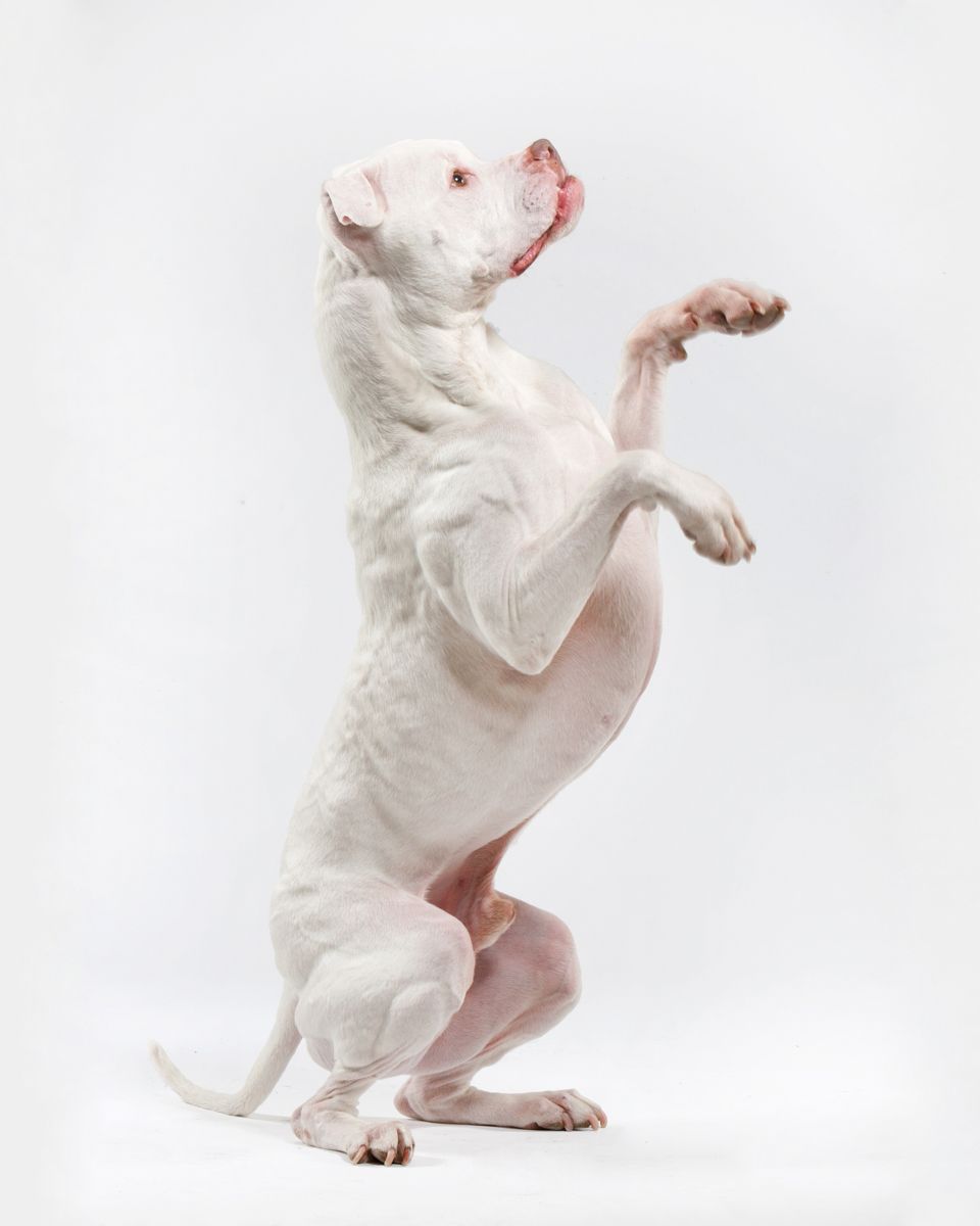 White bull terrier dog standing on hind legs against light background.