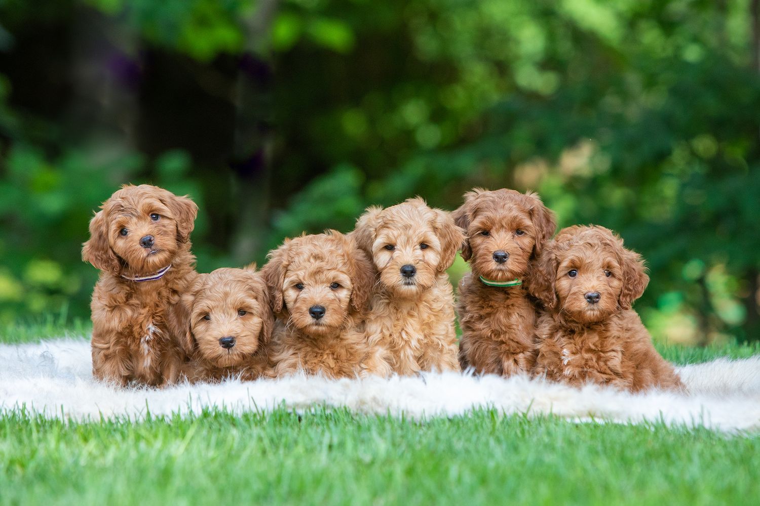 A row of adorable golden retriever puppies lying in the grass outdoors.